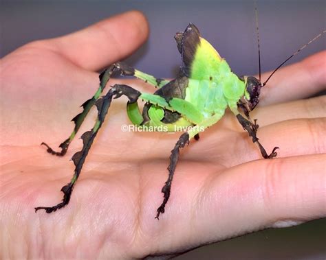 katydid deutsch|katydid translation in German 